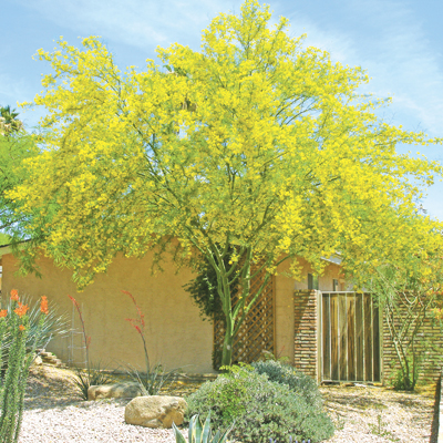 parkinsonia aculeata microphylla thornless tolerant moonvalleynurseries