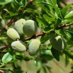 Almond Tree