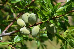 Almond Tree