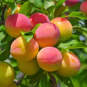 Apricot Tree