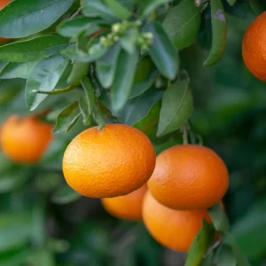 Tangerine Tree