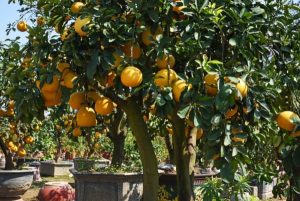 Grapefruit Trees