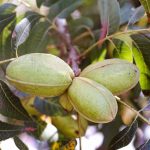 Pecan Tree
