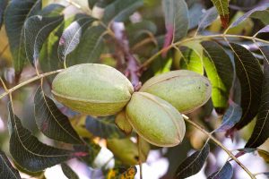 Pecan Tree