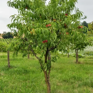 Nectarine Tree