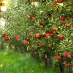 Apple Tree