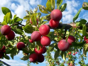 Plum Tree