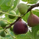 Fig Tree