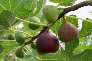 Fig Tree