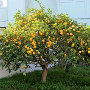 Lemon Tree