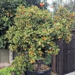 Kumquat Tree