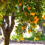 Orange Tree