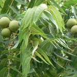 Walnut Tree