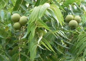 Walnut Tree